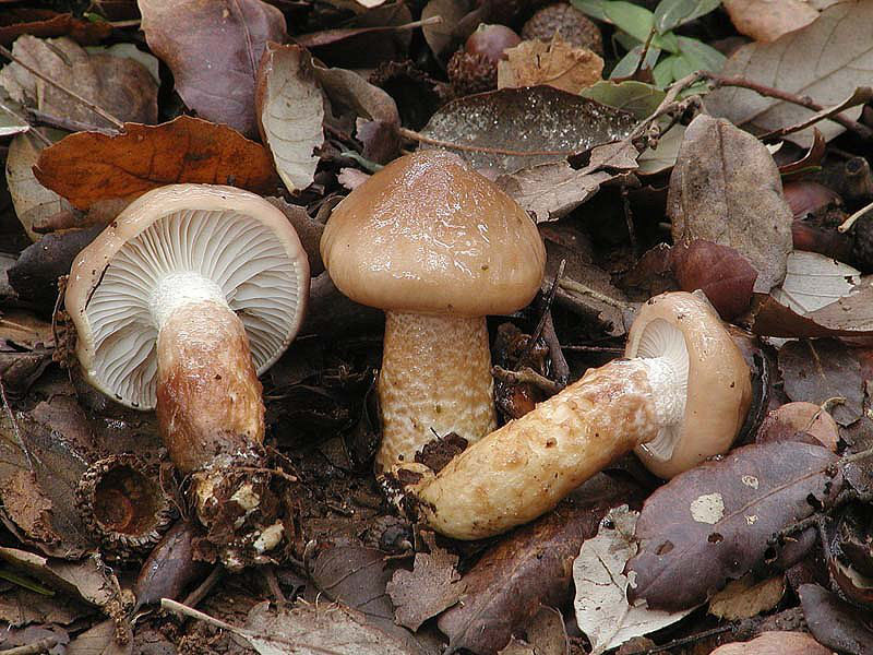 Hygrophorus personii (Arnolds)